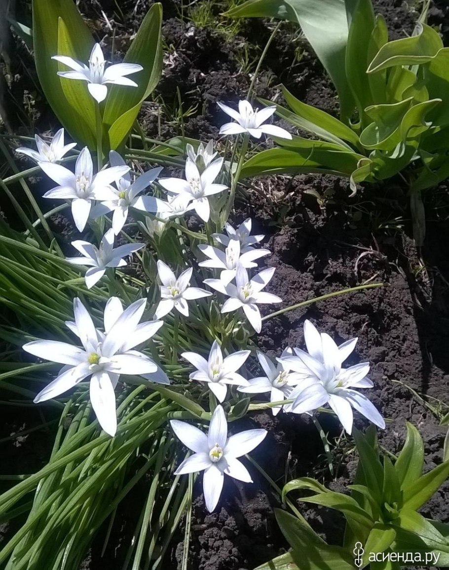 Птицемлечник зонтичный