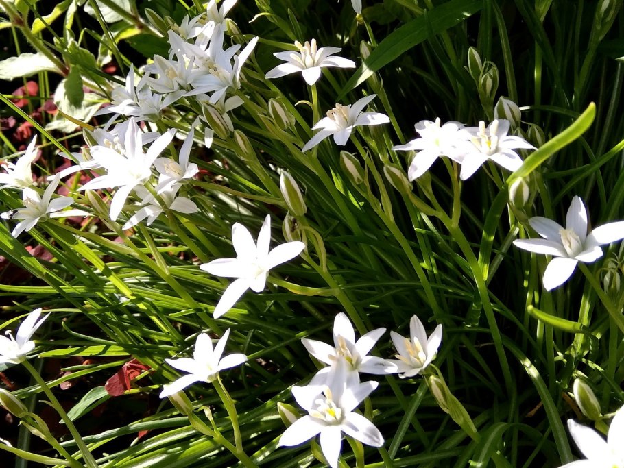 Птицемлечник орнитогалум