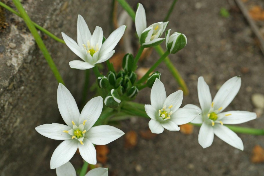 Птицемлечник зонтичный