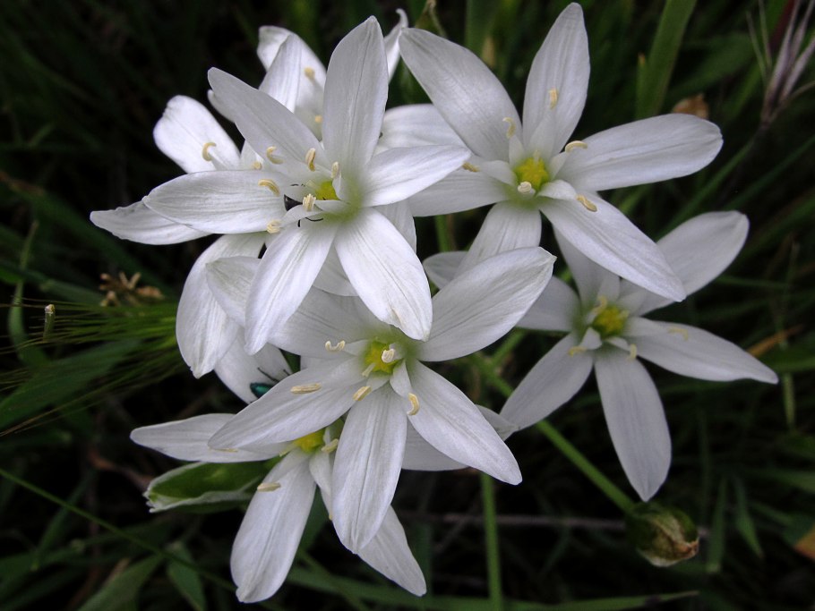 Ornithogalum umbellatum