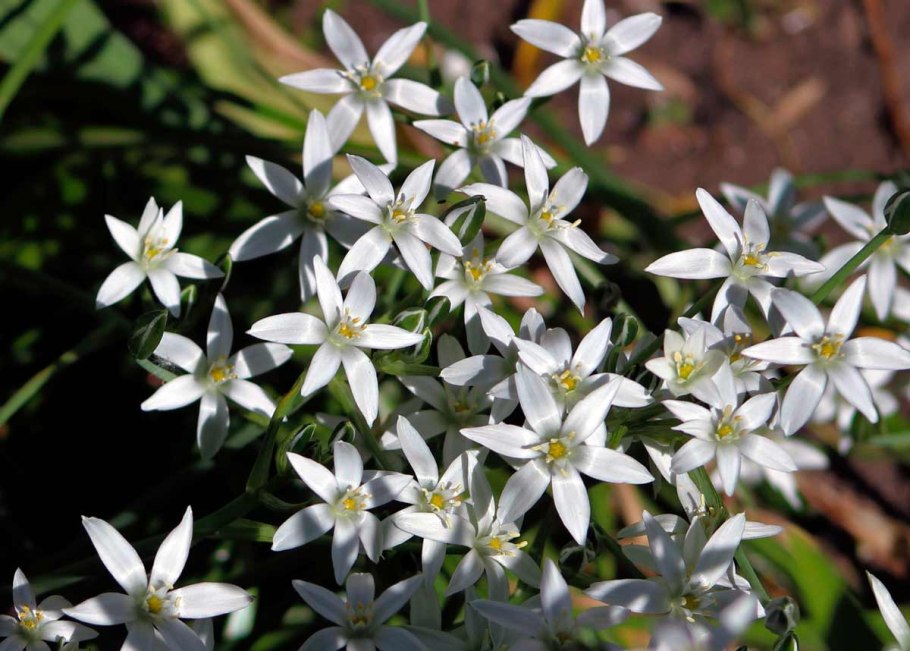 Птицемлечник белый