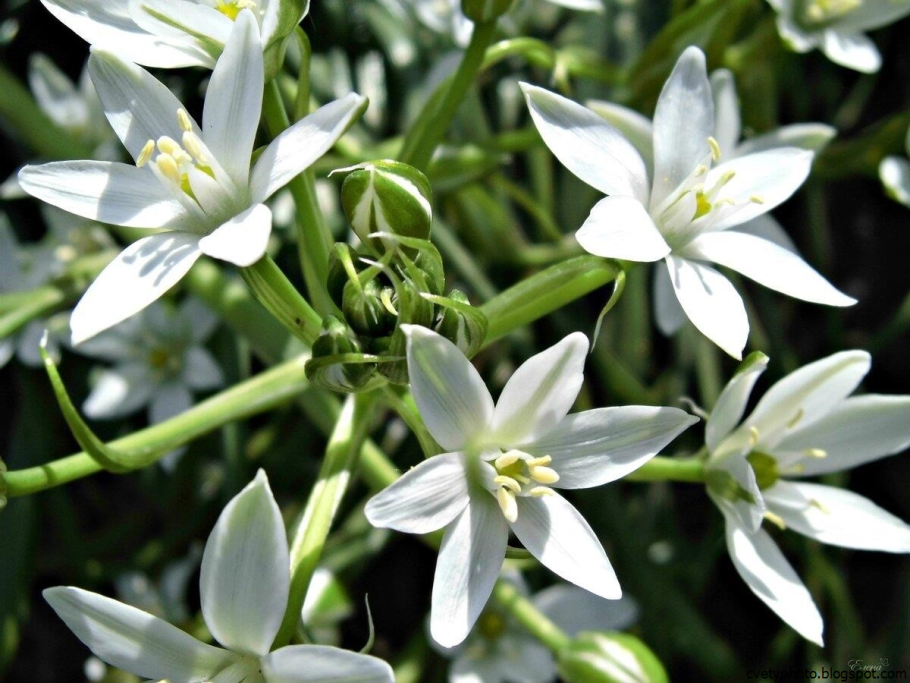 Птицемлечник бахромчатый в Крыму