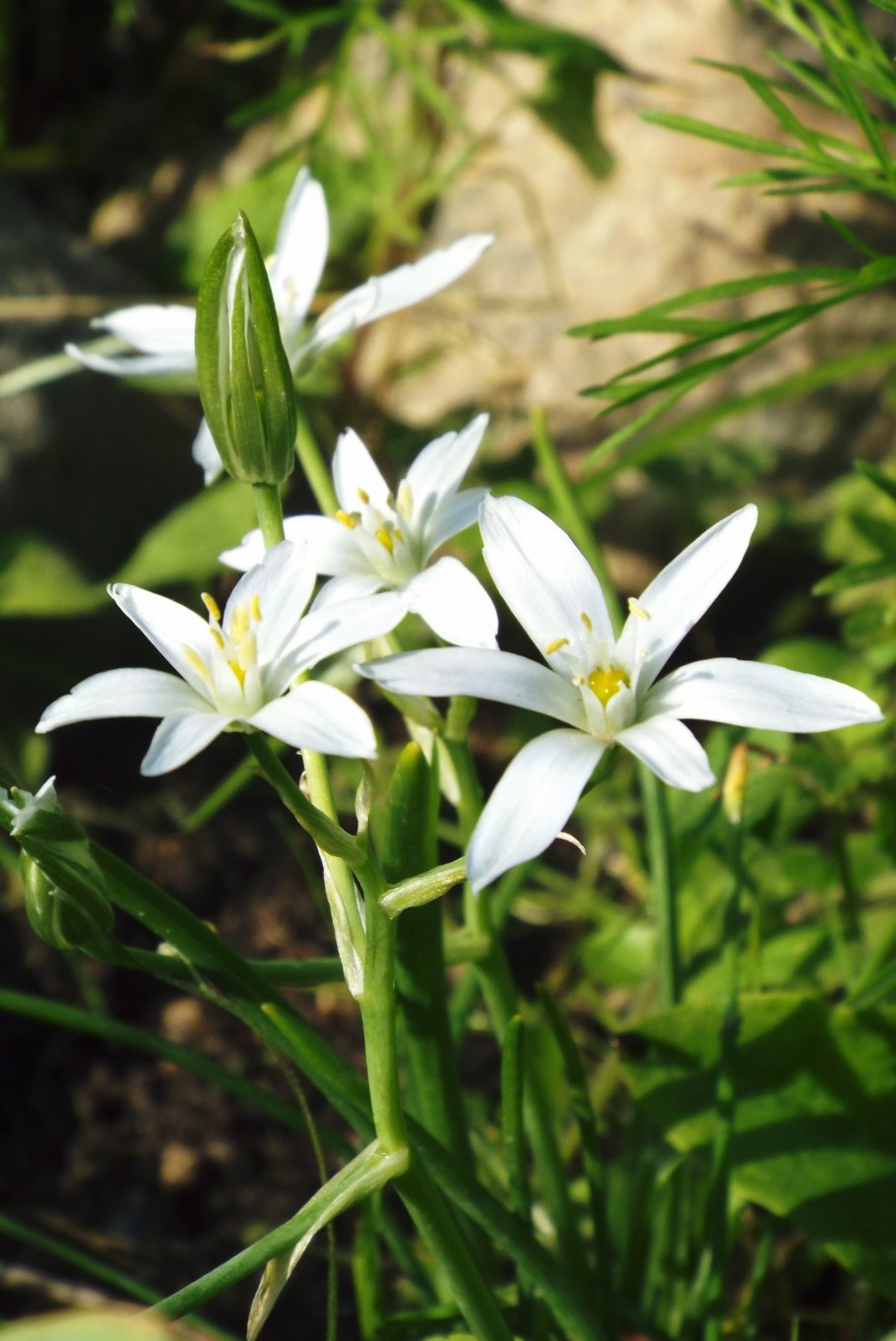 Ornithogalum balansae