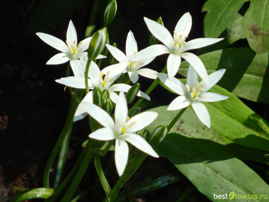 Птицемлечник пиренейский