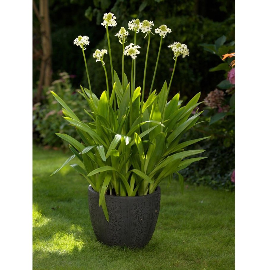 Орнитогалум saundersiae