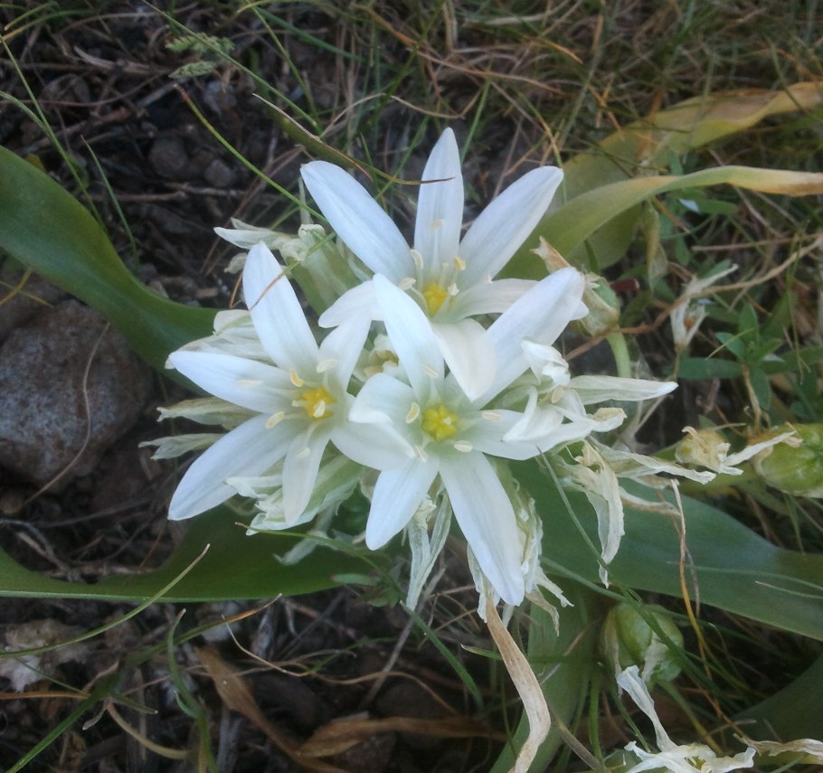 Ornithogalum divergens