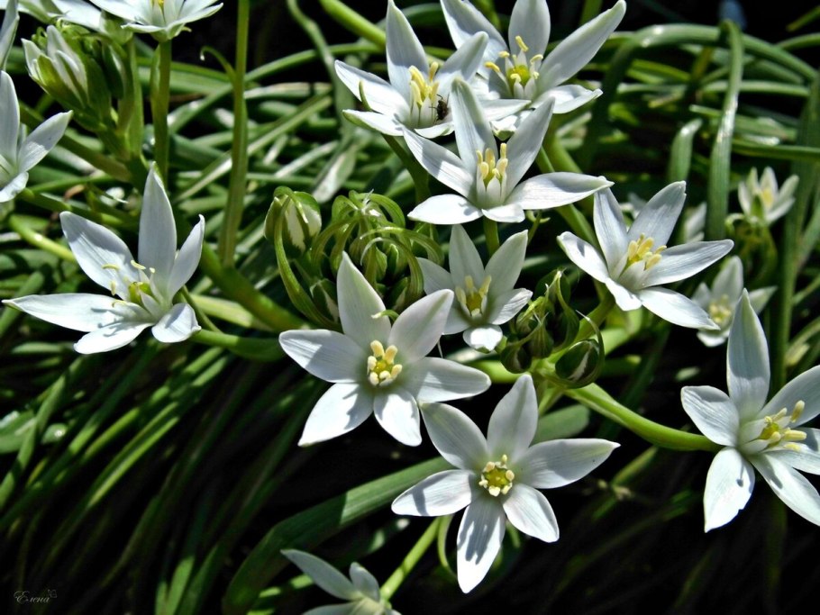 Птицемлечник Альба