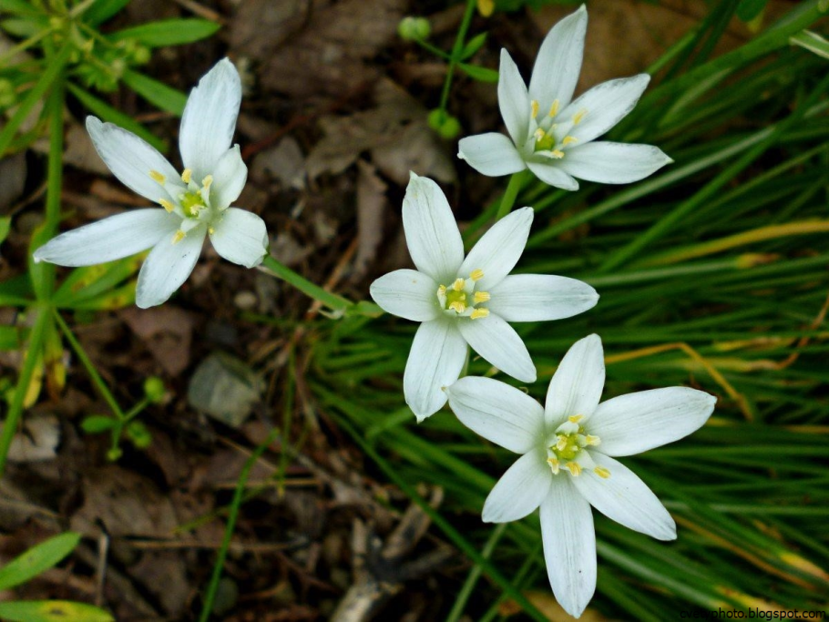Птицемлечник umbellatum