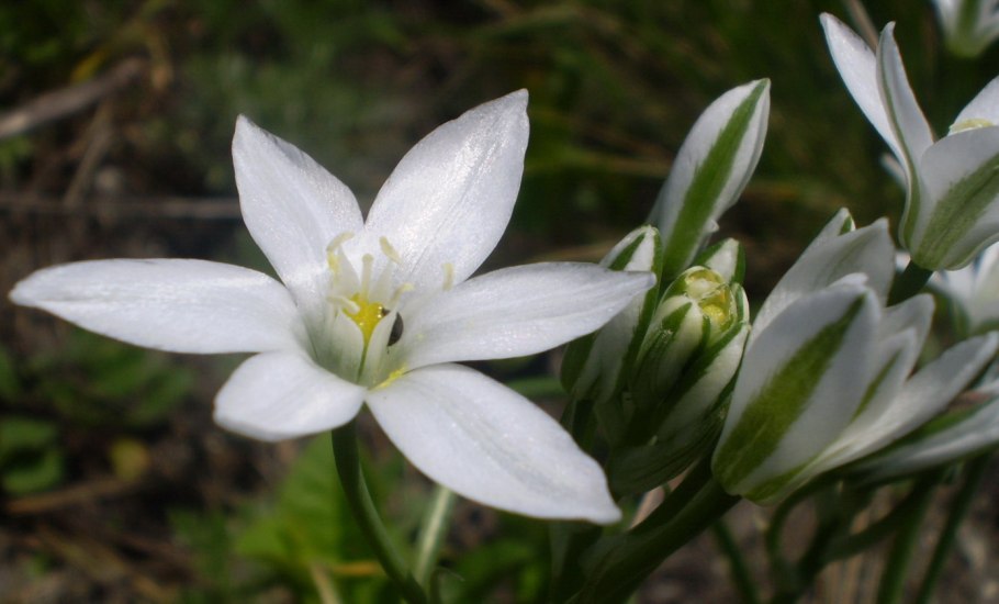 Ornithogalum hispidulum rm337, Citrusdal