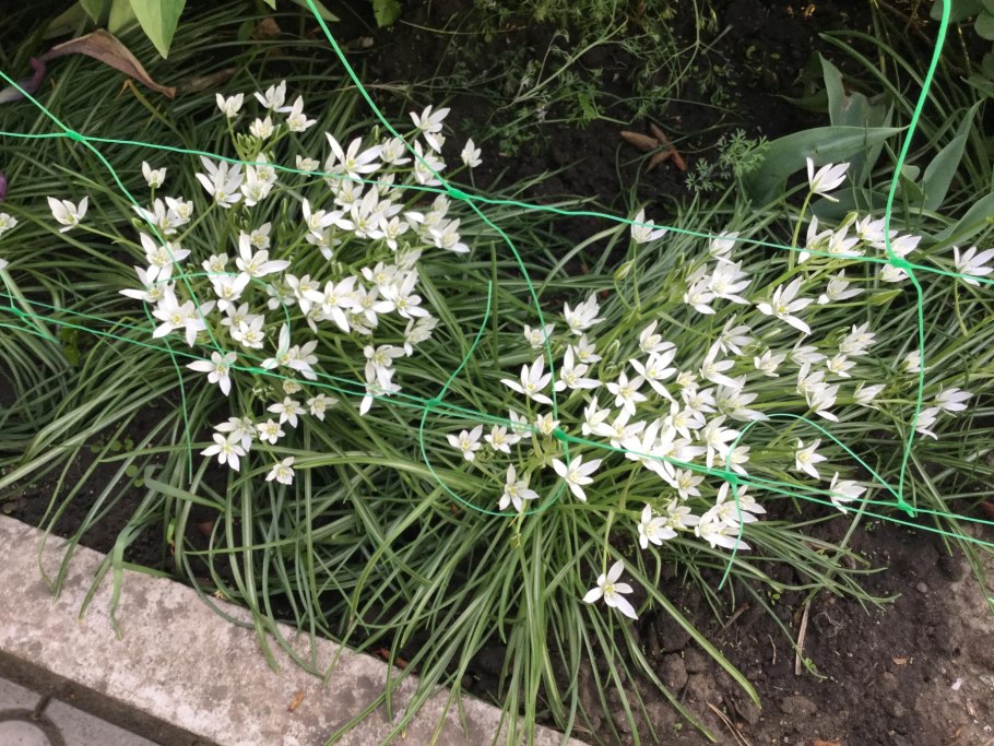 Птицемлечник Пиренейский