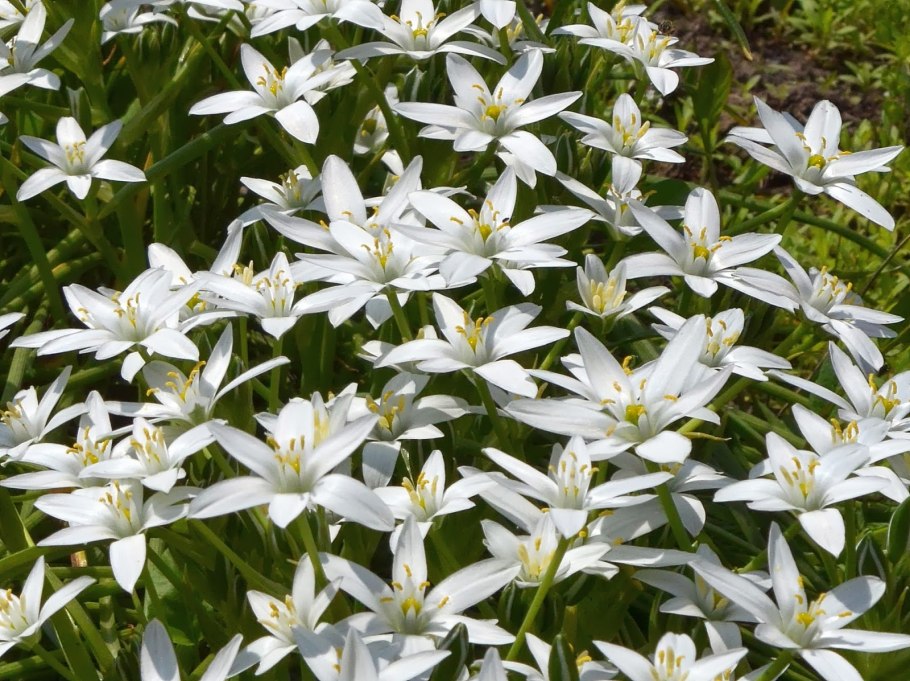 Птицемлечник зонтичный