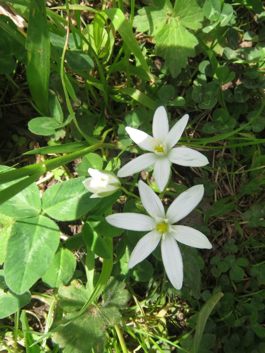 Птицемлечник Понтийский