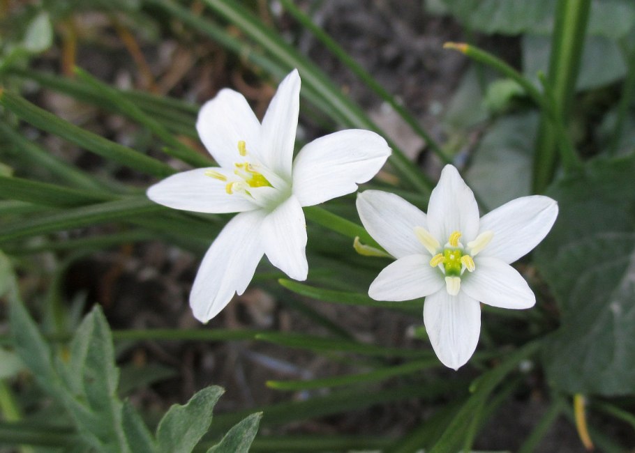 Ornithogalum caudatum