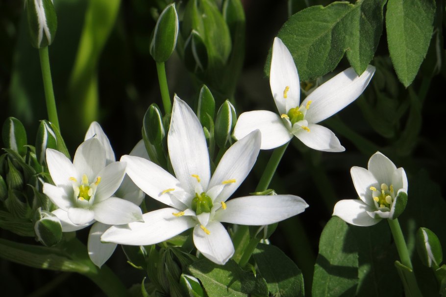Ацидантера и птицемлечник