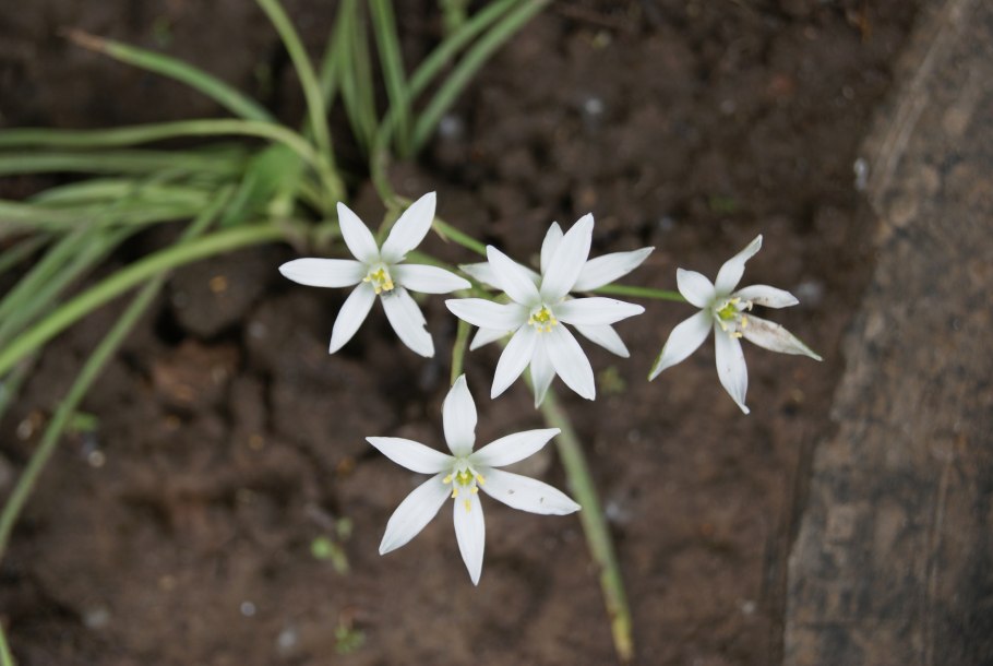 Птицемлечник поникший