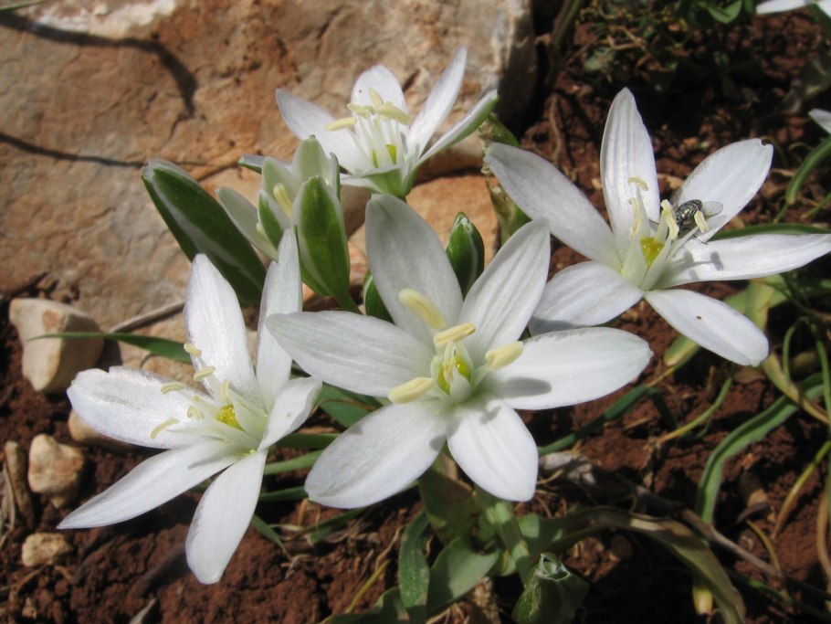Ornithogalum montanum