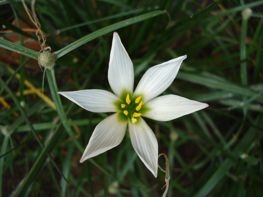 Zephyranthes candida