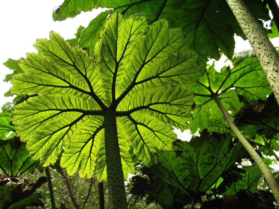 Гуннера воротничковая