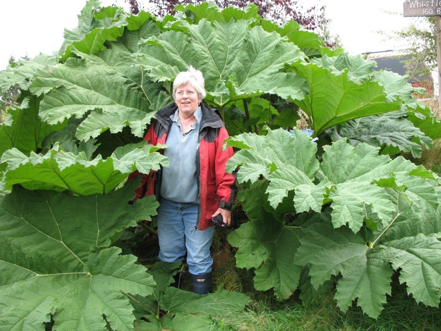 Гуннера влагалищная