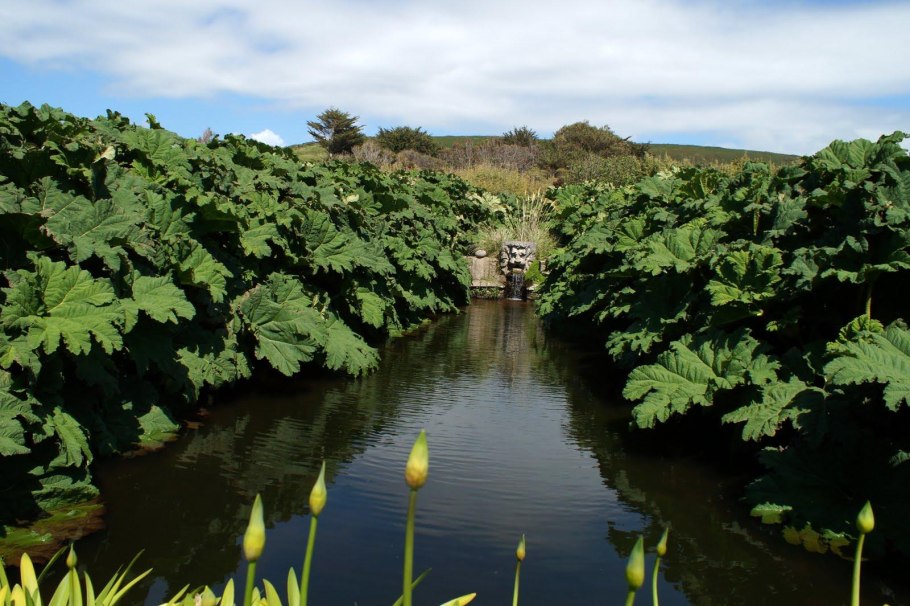 Гуннера Рукавичная Береговая зона
