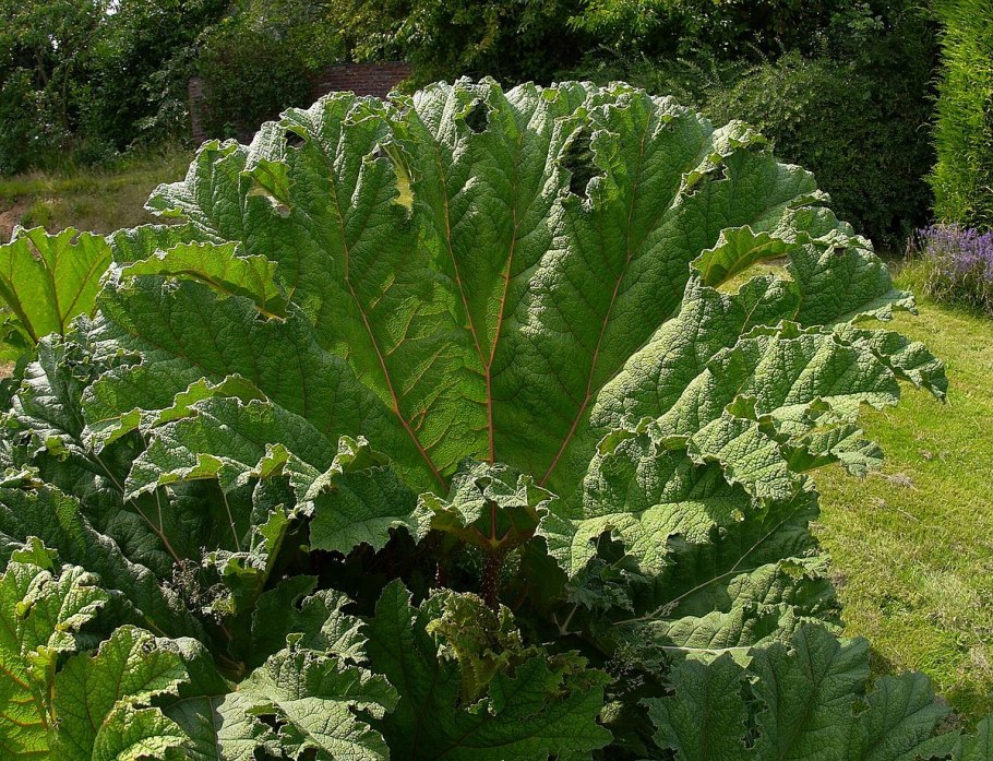 Gunnera manicata