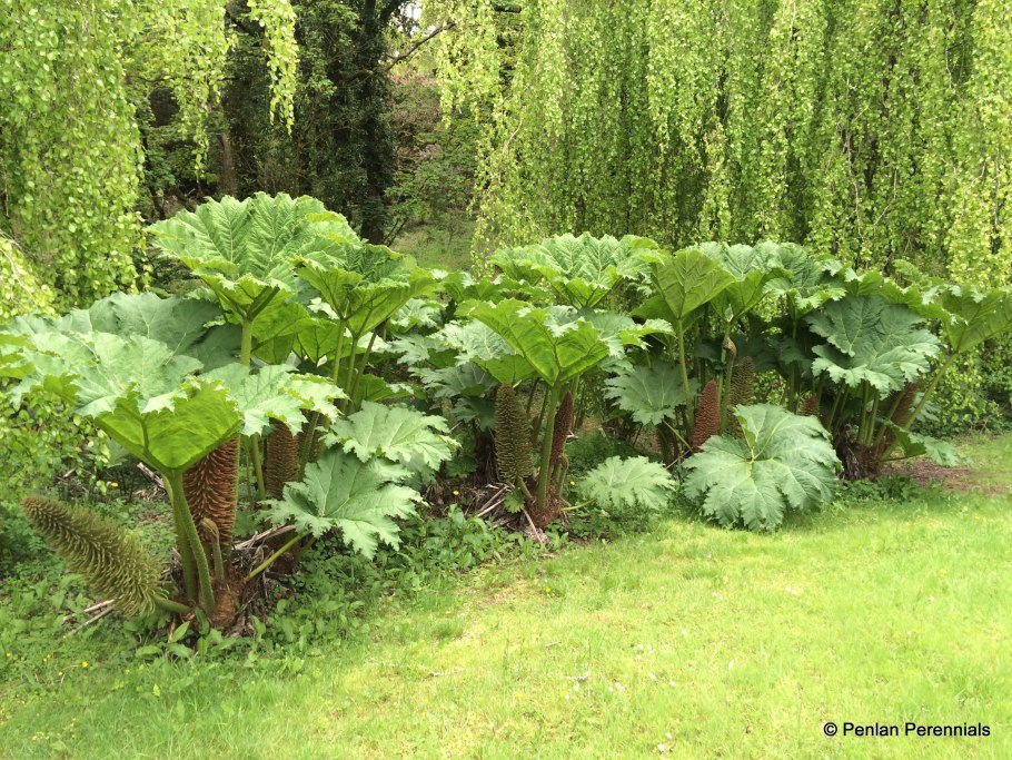 Гуннера рукавчатая