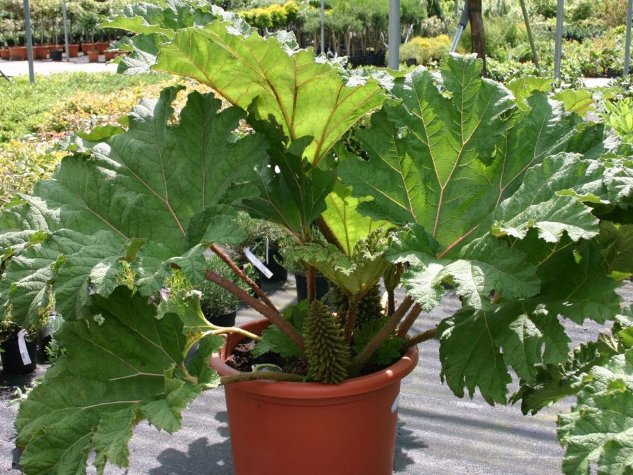 Гуннера Gunnera manicata