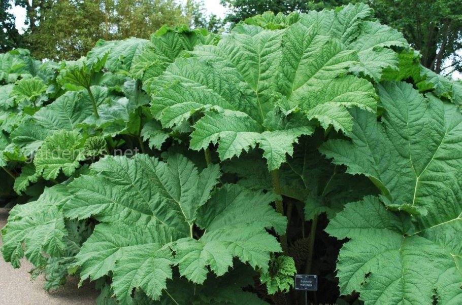 Gunnera manicata Гуннера рукавчатая
