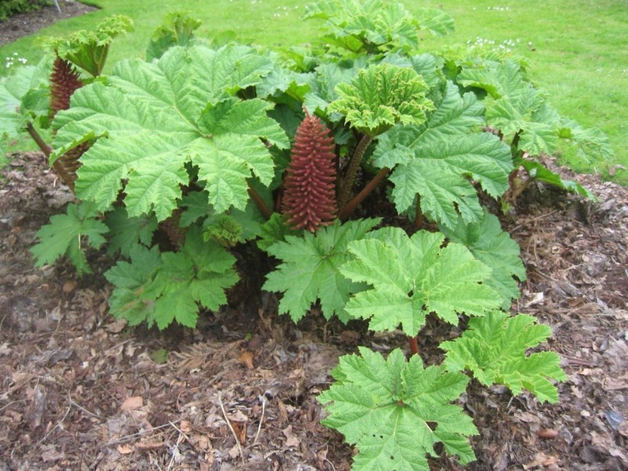 Гуннера рукавчатая (с5)