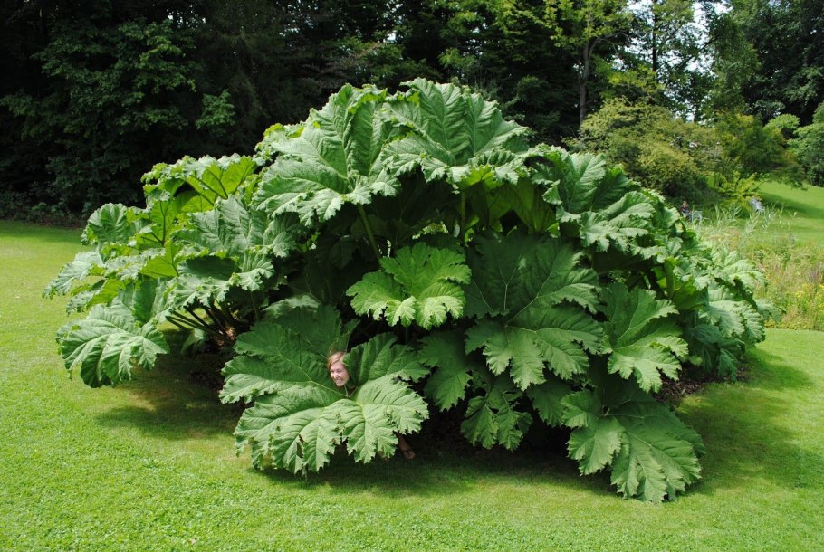 Gunnera manicata Гуннера рукавчатая