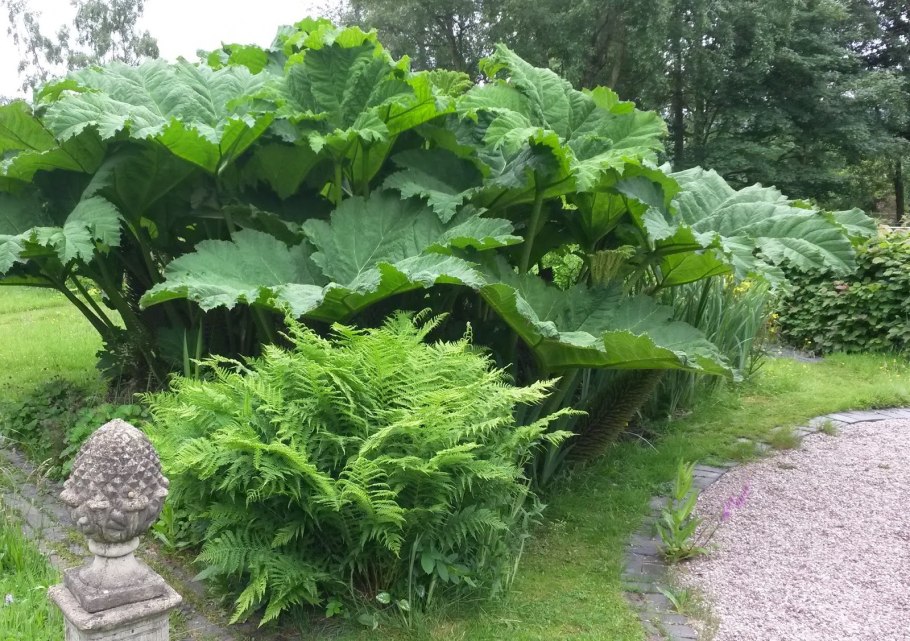 Гуннера Рукавичная Береговая зона