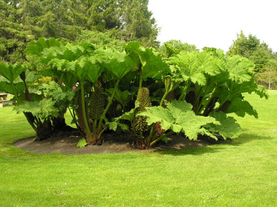 Гуннера manicata