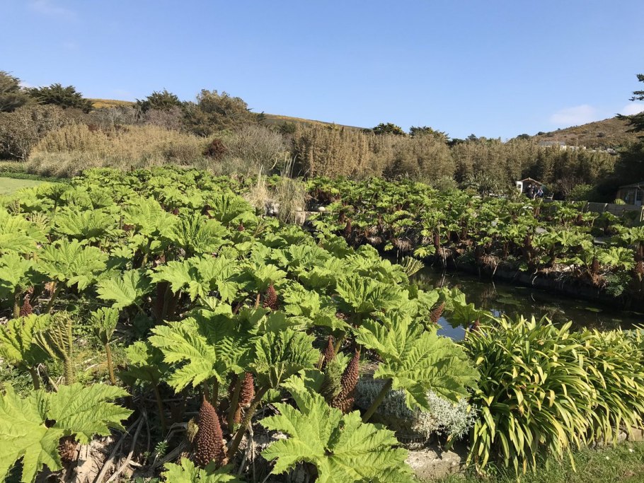 Фото Gunnera manicata