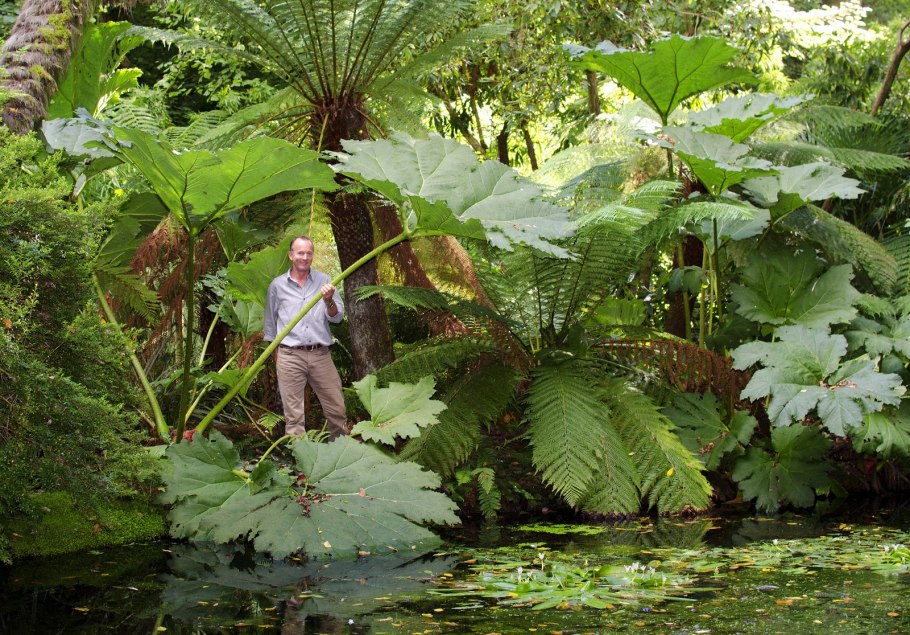 Растения рода Гуннера