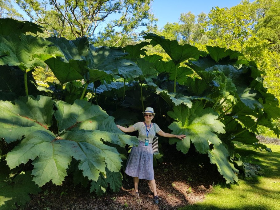Гуннера магелланская