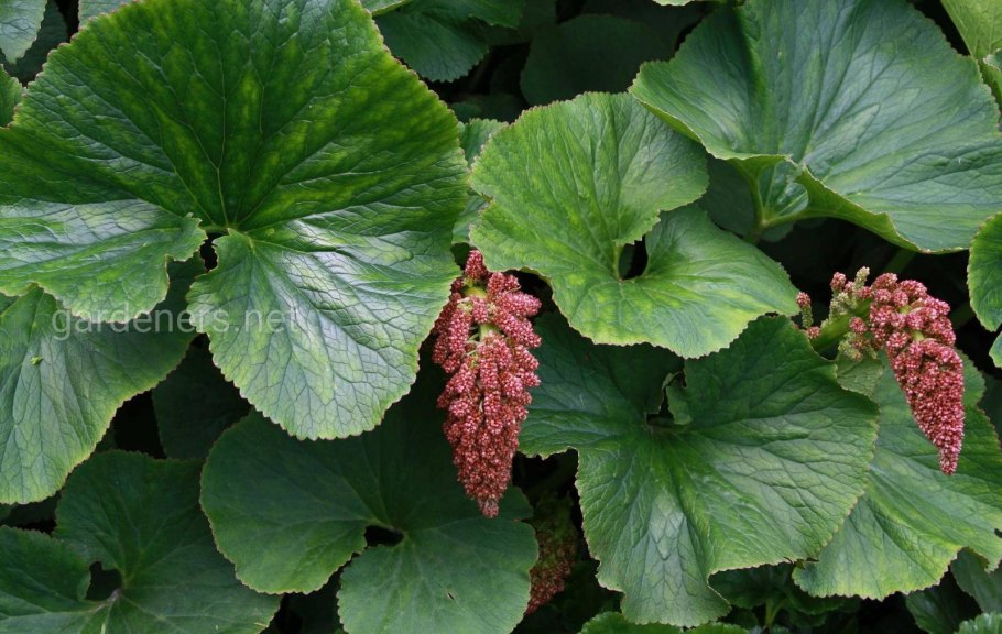 Гуннера красильная