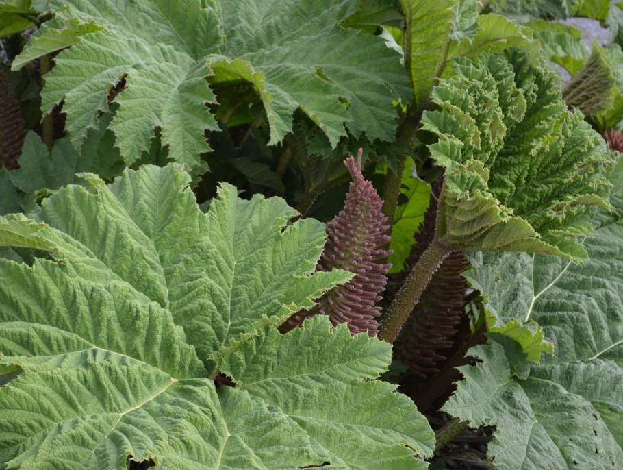 Gunnera manicata Гуннера рукавчатая