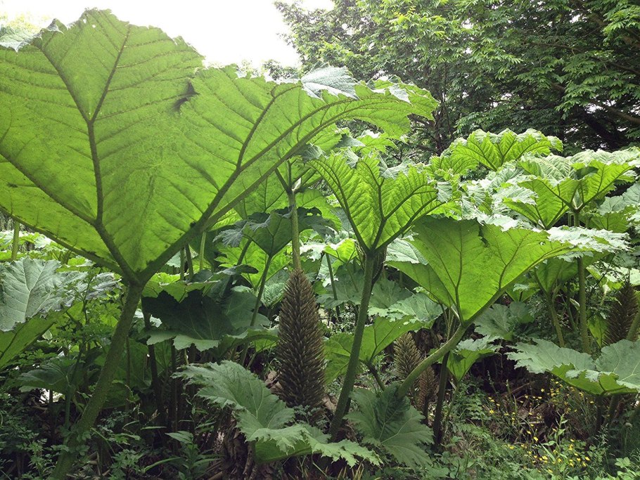 Ревень Гуннера