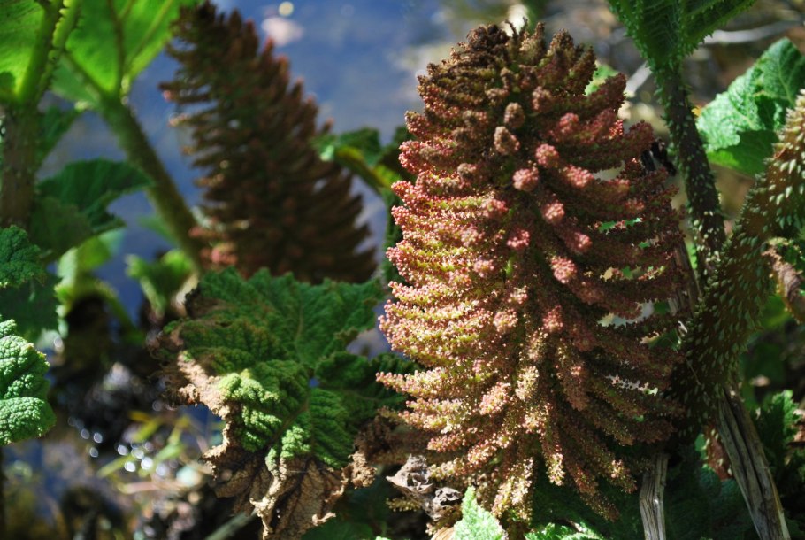 Гуннера Gunnera manicata