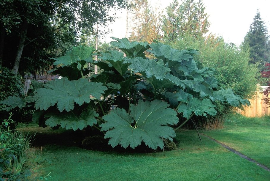 Ревень Гуннера