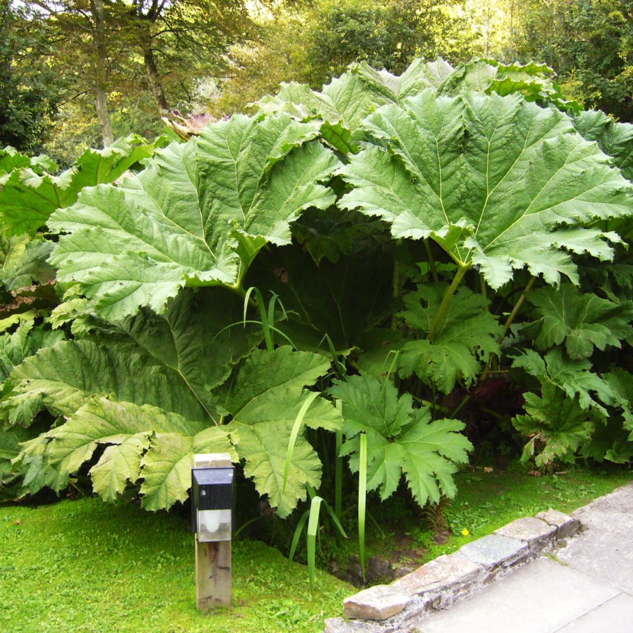 Гуннера красильная