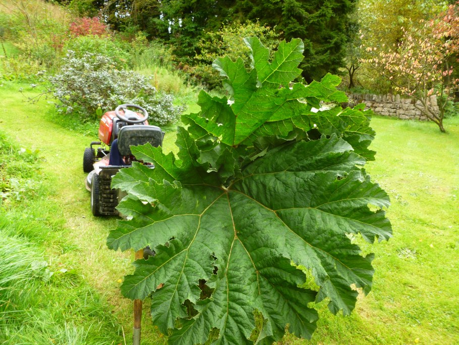 Gunnera tinctoria