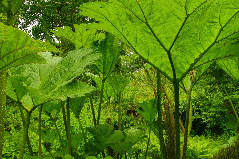 Гуннера рукавчатая