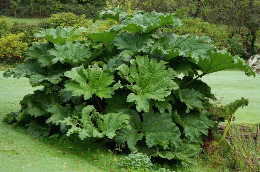 Гуннера рукавчатая