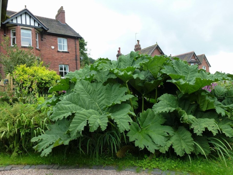 Гуннера рукавчатая (с5)