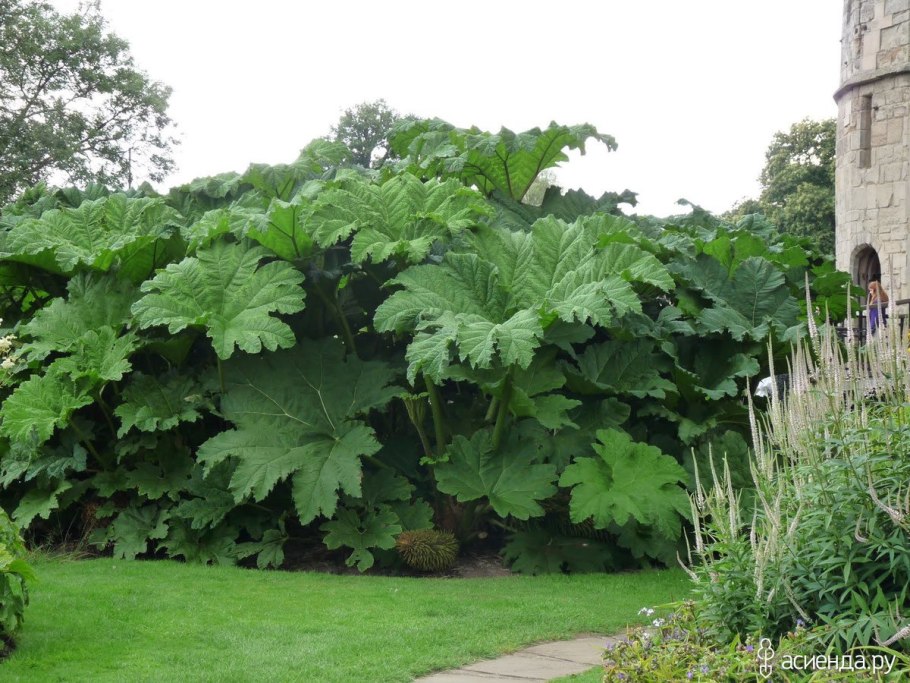 Гуннера рукавчатая