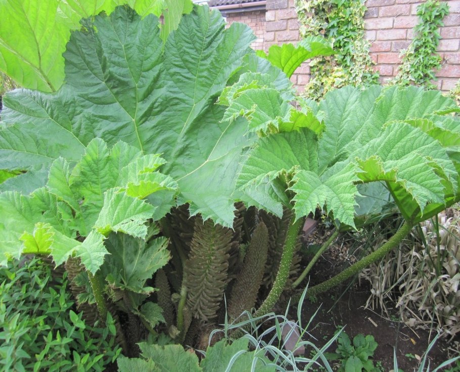 Гуннера рукавчатая