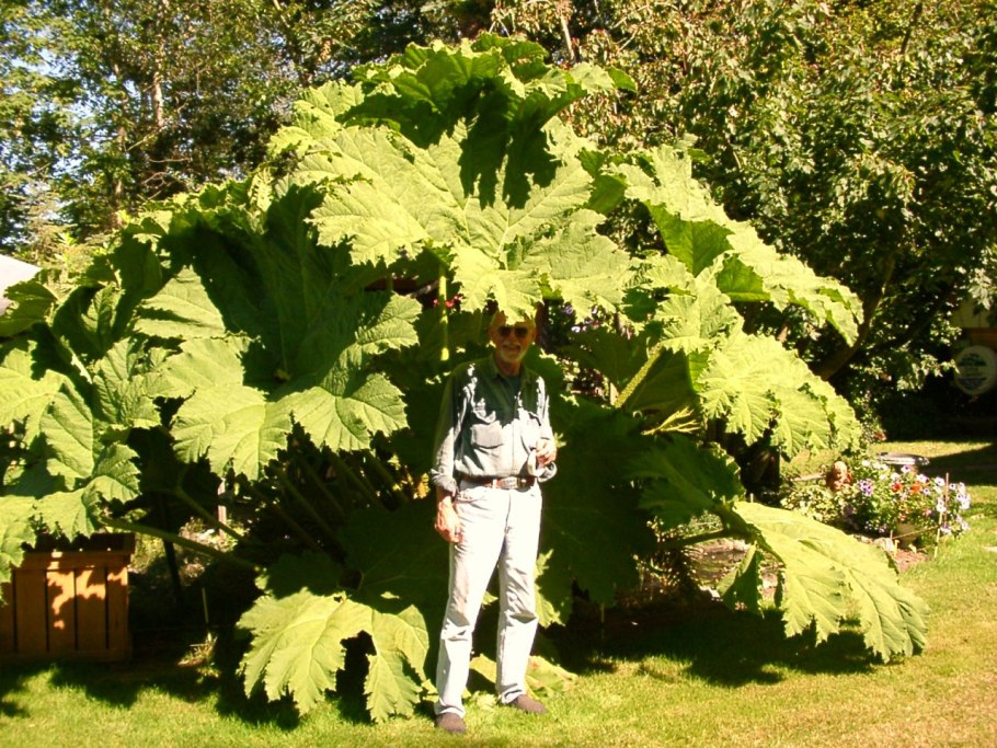 Гуннера рукавчатая