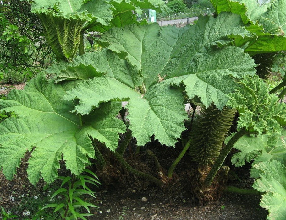 Гуннера рукавчатая