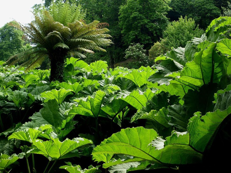 Гуннера растение